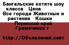 Бангальские котята шоу класса › Цена ­ 25 000 - Все города Животные и растения » Кошки   . Пермский край,Гремячинск г.